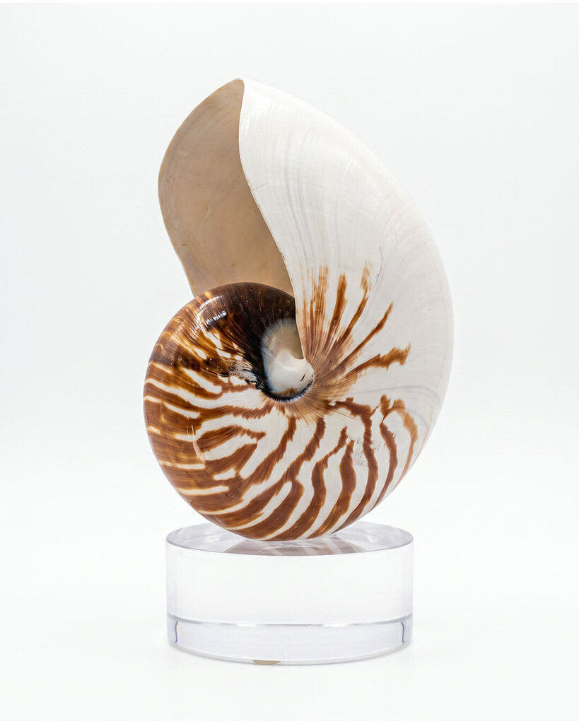 Natural Polished Chambered Nautilus on Lucite Plinth