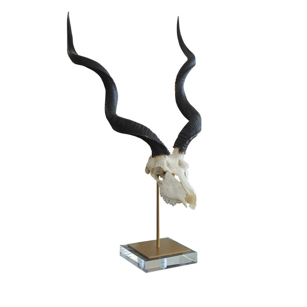 Kudu Skull on Base