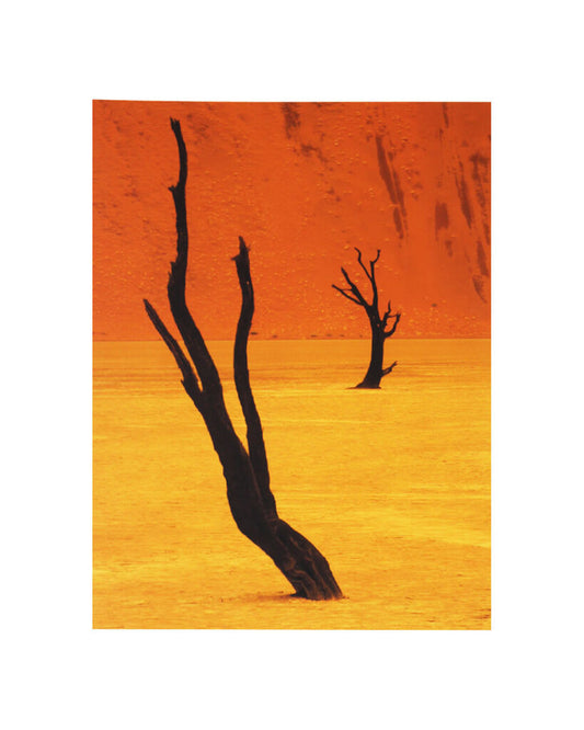 Photograph Dead Camel Thorn Trees Against Nambian Landscape
