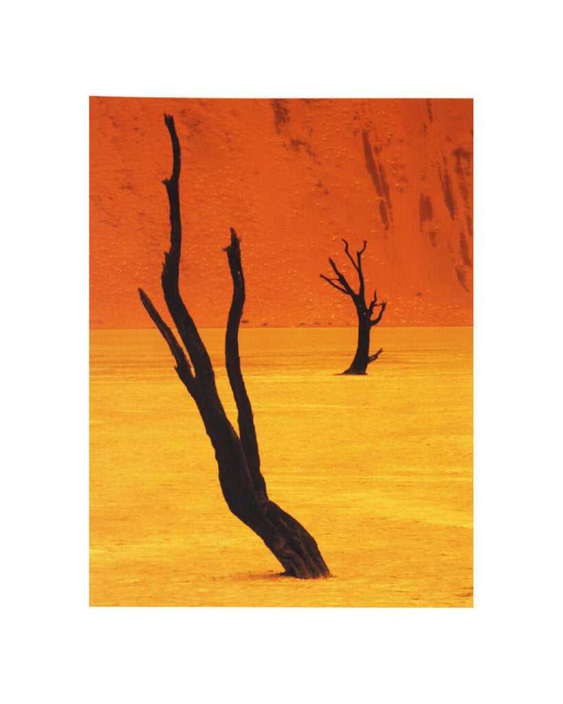 Photograph Dead Camel Thorn Trees Against Nambian Landscape