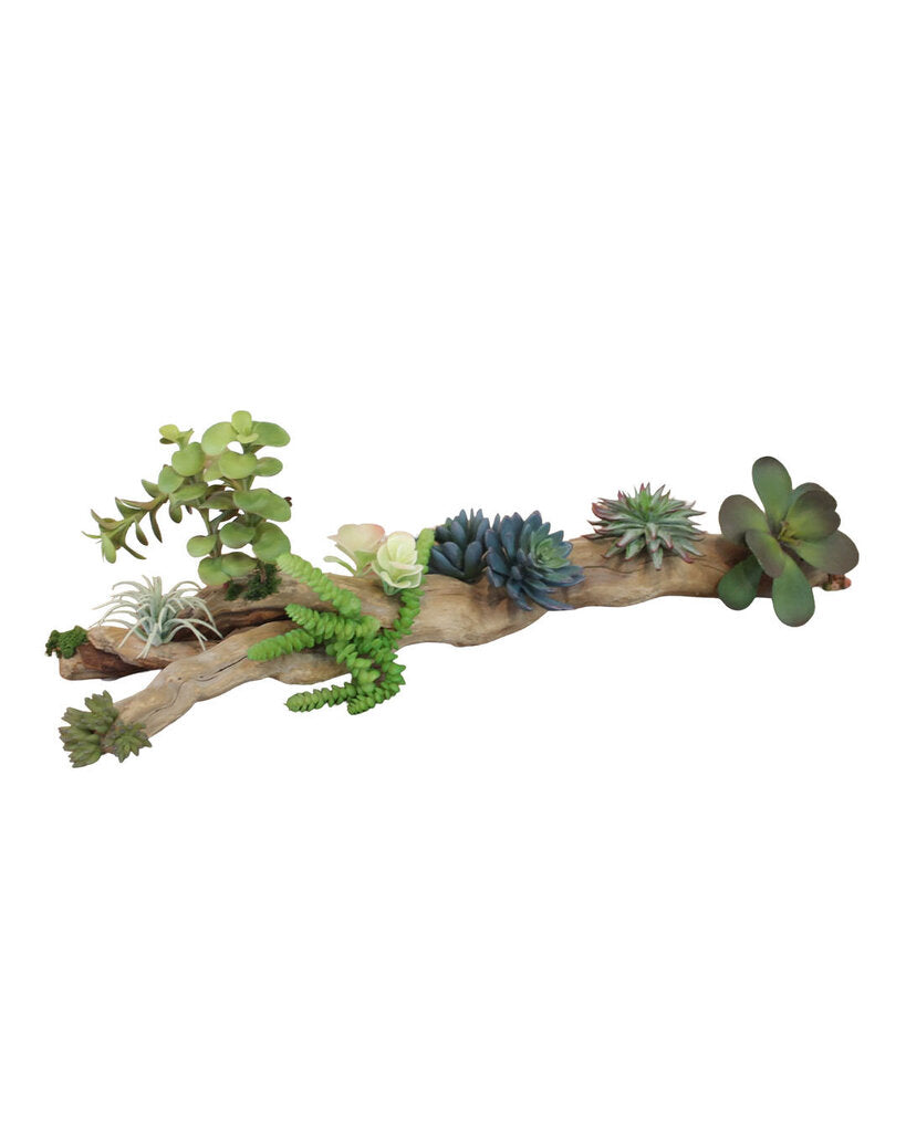 Ocean Driftwood w/Succulents 33W