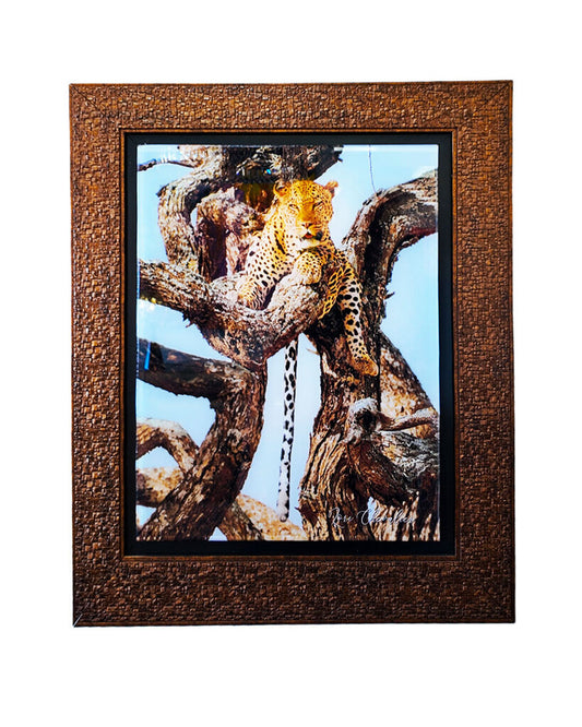 Original Photography Signed & Framed "Leopard in Tree" 23.5 x 27.5"H