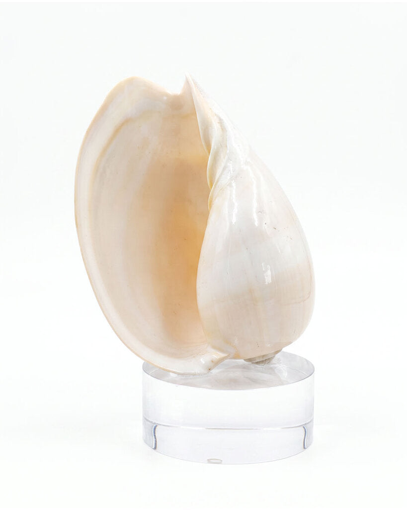 Natural Polished Indian Melo Voluta Seashell on Lucite Plinth
