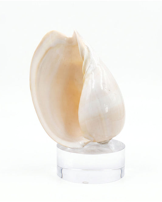 Natural Polished Indian Melo Voluta Seashell on Lucite Plinth