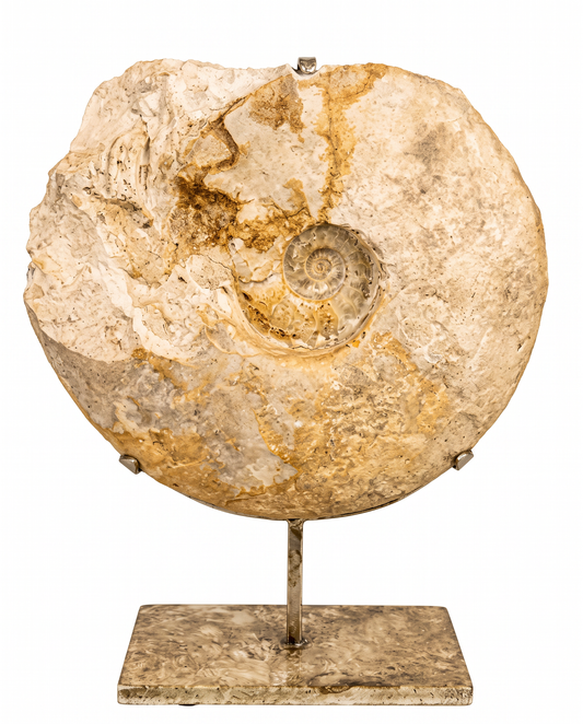 Baltic Sea Fossil on Stand