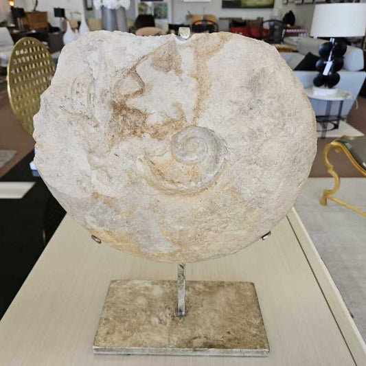 Baltic Sea Fossil on Stand