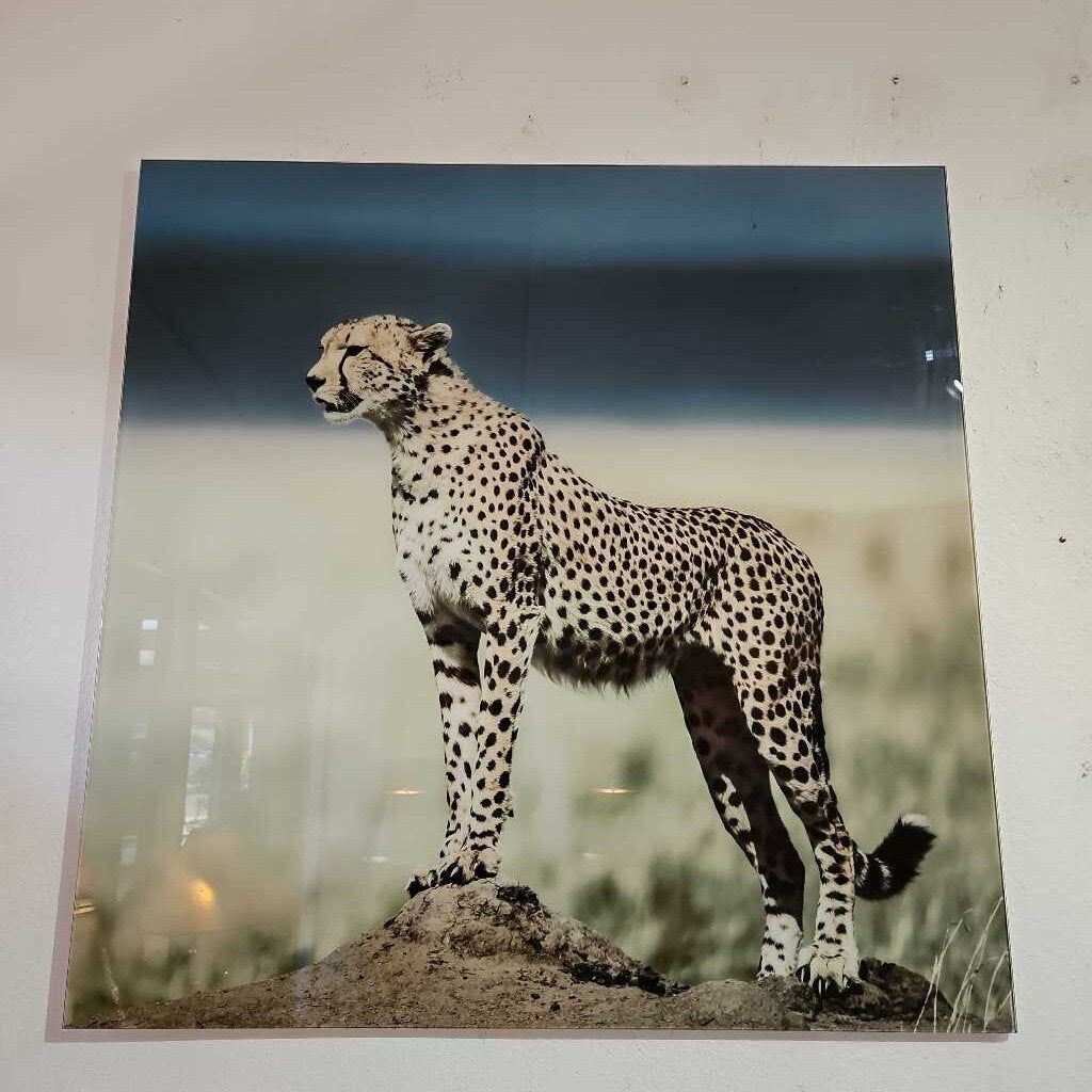 Glass Covered High Resolution Photography Cheetah